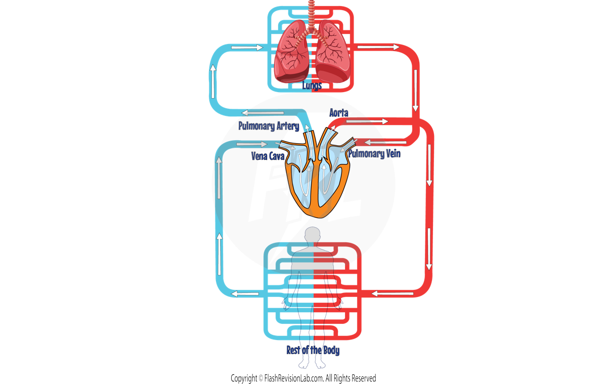 Circulatory System